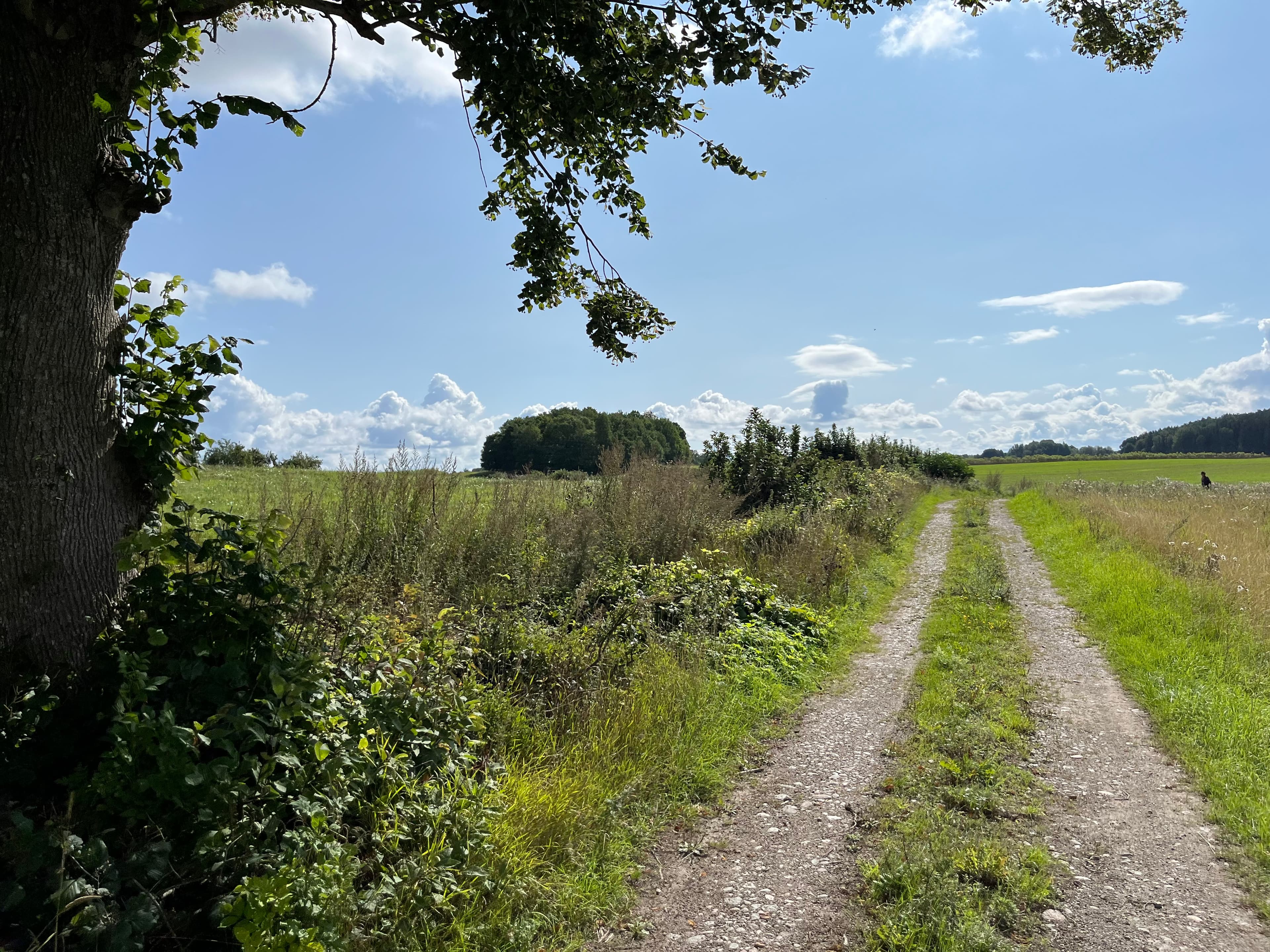 land cover